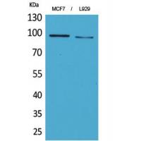 CD100 Polyclonal Antibody