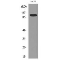CD100 Polyclonal Antibody