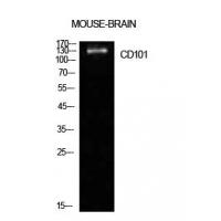 CD101 Polyclonal Antibody