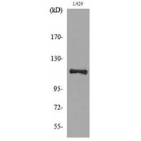 CD107a Polyclonal Antibody