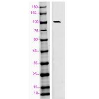 CD107b Polyclonal Antibody