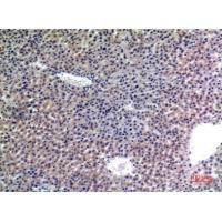 CD107b Polyclonal Antibody