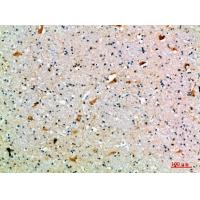 CD108 Polyclonal Antibody