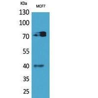 CD110 Polyclonal Antibody