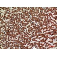 CD110 Polyclonal Antibody