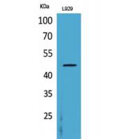 CD116 Polyclonal Antibody
