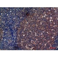 CD13 Polyclonal Antibody