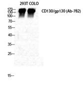 CD130 Polyclonal Antibody