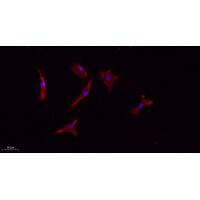 CD133 Polyclonal Antibody