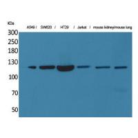 CD133 Polyclonal Antibody