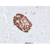 CD133 Polyclonal Antibody
