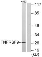 CD137 Polyclonal Antibody