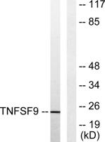 CD137L Polyclonal Antibody