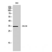 CD138 Polyclonal Antibody