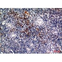 CD138 Polyclonal Antibody
