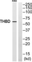 CD141 Polyclonal Antibody
