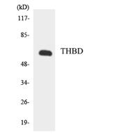 CD141 Polyclonal Antibody