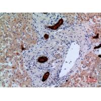 CD148 Polyclonal Antibody