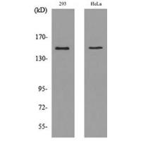 CD148 Polyclonal Antibody