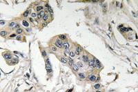 CD15 Polyclonal Antibody