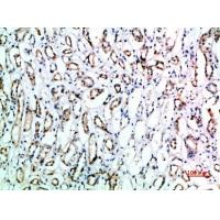 CD151 Polyclonal Antibody