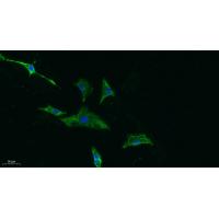 CD155 Polyclonal Antibody