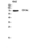 CD156c Polyclonal Antibody