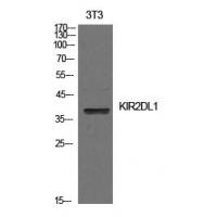 CD158a Polyclonal Antibody