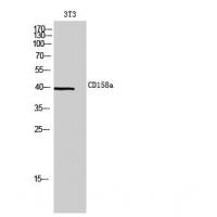 CD158a Polyclonal Antibody