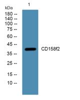 CD158f2 Polyclonal Antibody
