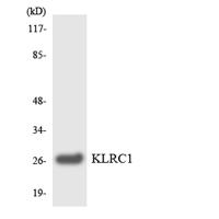CD159a Polyclonal Antibody