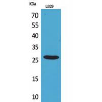 CD159a/c Polyclonal Antibody