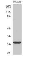 CD160 Polyclonal Antibody