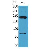 CD163b Polyclonal Antibody
