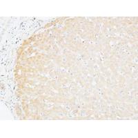 CD166 Polyclonal Antibody
