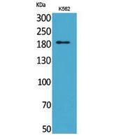 CD169 Polyclonal Antibody