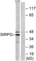 CD172g Polyclonal Antibody