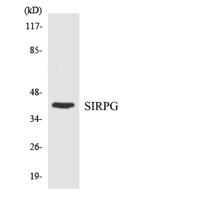 CD172g Polyclonal Antibody