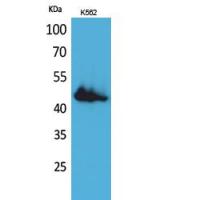 CD177 Polyclonal Antibody