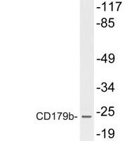 CD179b Polyclonal Antibody