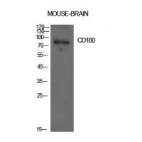 CD180 Polyclonal Antibody