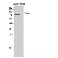CD180 Polyclonal Antibody