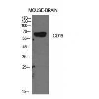 CD19 Polyclonal Antibody