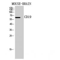 CD19 Polyclonal Antibody