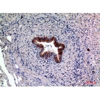 CD19 Polyclonal Antibody
