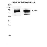 CD19 Polyclonal Antibody