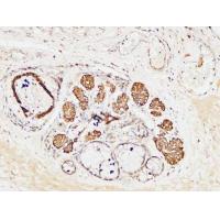 CD19 Polyclonal Antibody
