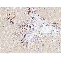 CD19 Polyclonal Antibody