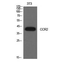 CD192 Polyclonal Antibody