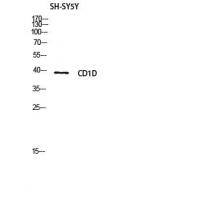 CD1D Polyclonal Antibody